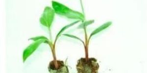 Nandaran Banana Tissue Culture Plants