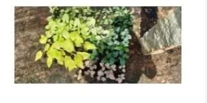 Ornamental Shrubs Plants