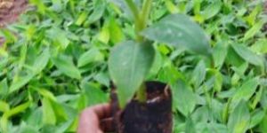 Rasthali Banana Tissue Culture Plants