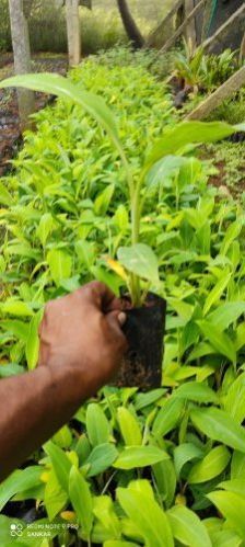 Yelakki Banana Tissue Culture Plants