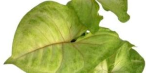 Yellow Syngonium Plants