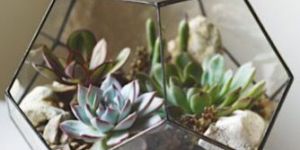Glass Terrarium