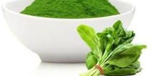 Dehydrated Spinach Powder