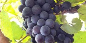 Fresh Black Grapes