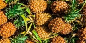 Fresh Pineapple