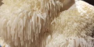 Lions Mane Mushrooms