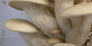 Oyster Mushroom