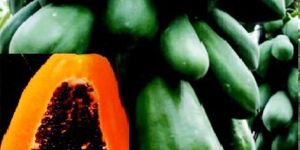 Indus Papaya Seeds