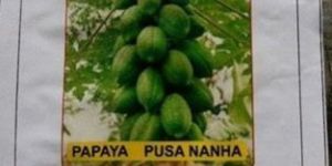 Pusa Nanha Papaya Seeds