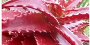 Red Aloe Vera Seeds
