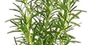 Rosemary Plant