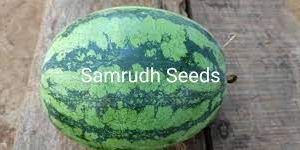 Samrudh Watermelon Seeds