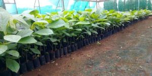 Tissue Culture Sagwan Plant