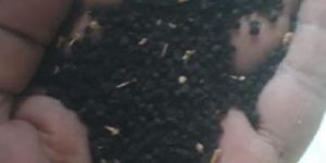 White Red Fresh Onion Seeds