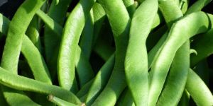 Fresh Runner Beans