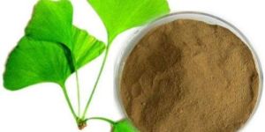 Ginkgo Biloba Extract