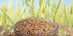 Sharbati Whole Wheat Organic