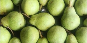 Fresh Pears