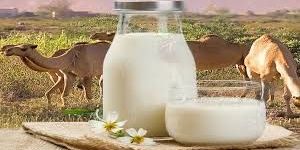 Camel Milk Powder