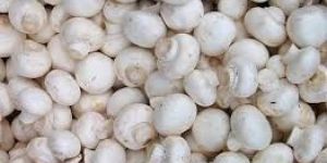 Fresh White Button Mushroom