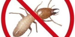 Termite Control Services