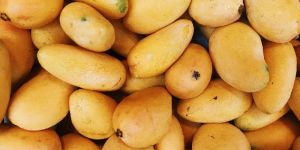 Malgova Mango