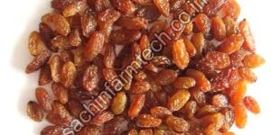 Brown Raisins
