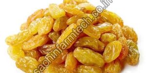 Golden Raisins