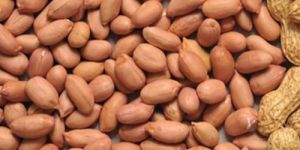 Groundnut Kernels