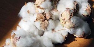 Indian Raw Cotton