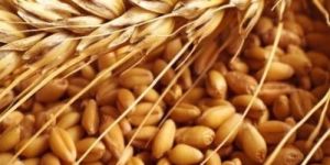 Indian Wheat Seeds