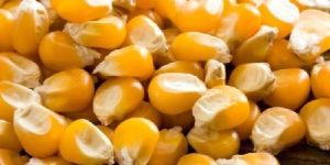 Maize Seeds