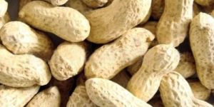 Shelled Groundnut