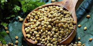 Coriander