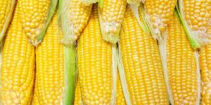 Fresh Yellow Corn