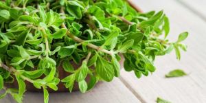 Marjoram Oil