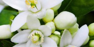 Neroli Oil