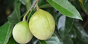 Nutmeg Oil