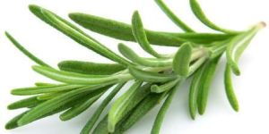 Rosemary Oil