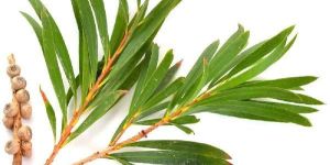 Tea Tree Oil