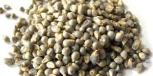 Pearl Millet