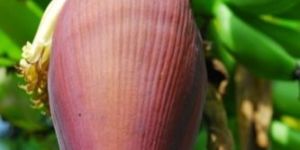 Fresh Plantain Flower