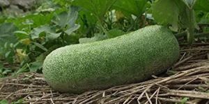 Fresh Winter Melon