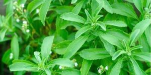 Stevia Plant