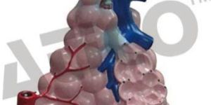 Magnified Pulmonary Alveoli Model