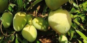 Banganapalli Mangoes