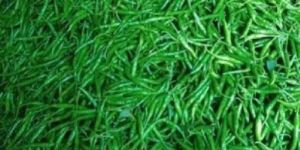 Frozen American Sweet Corn