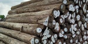 Burma Teak Wood Logs
