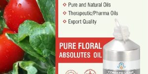 Tomato Absolute Oil
