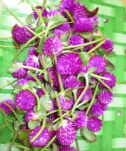 Vadamalli Flowers